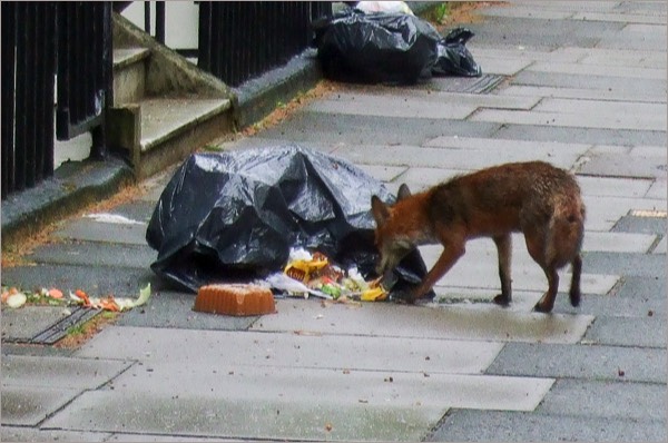 Image result for image foxes inner london rubbish